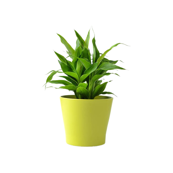 gadget ecologici e ecosostenibili