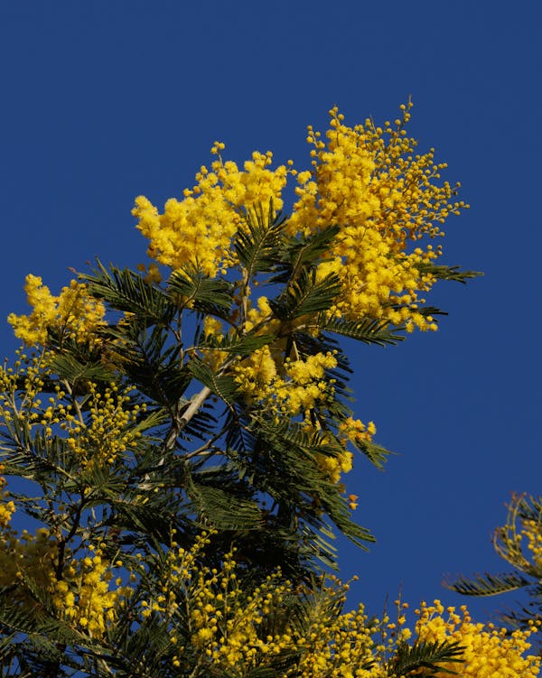 mimosa in italia