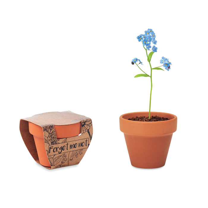 kit con semi da fiore